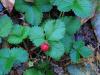 Strawberry Fragaria spp